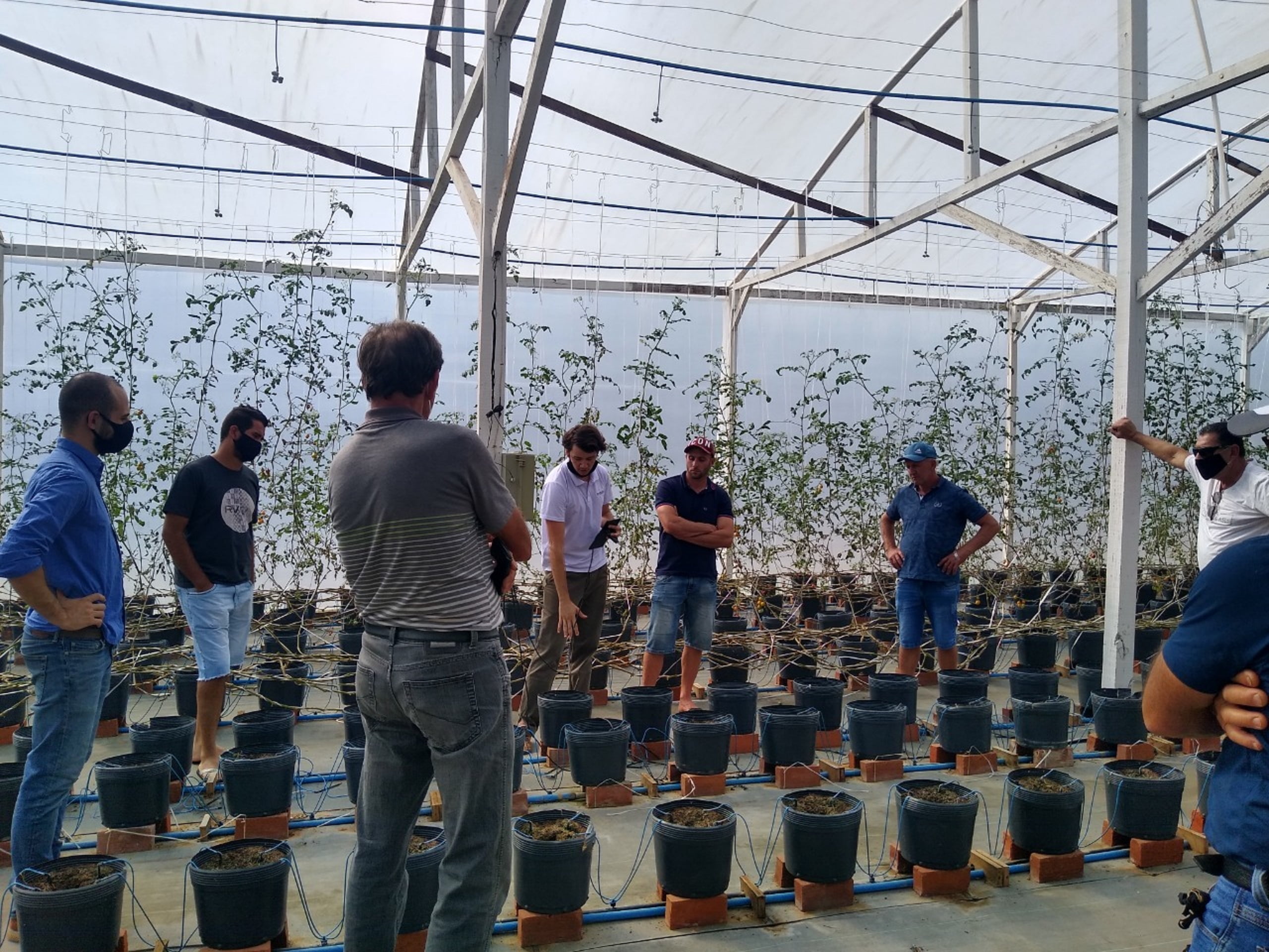 Elysios quer tornar tecnologia mais acessível para a horticultura e a agricultura familiar